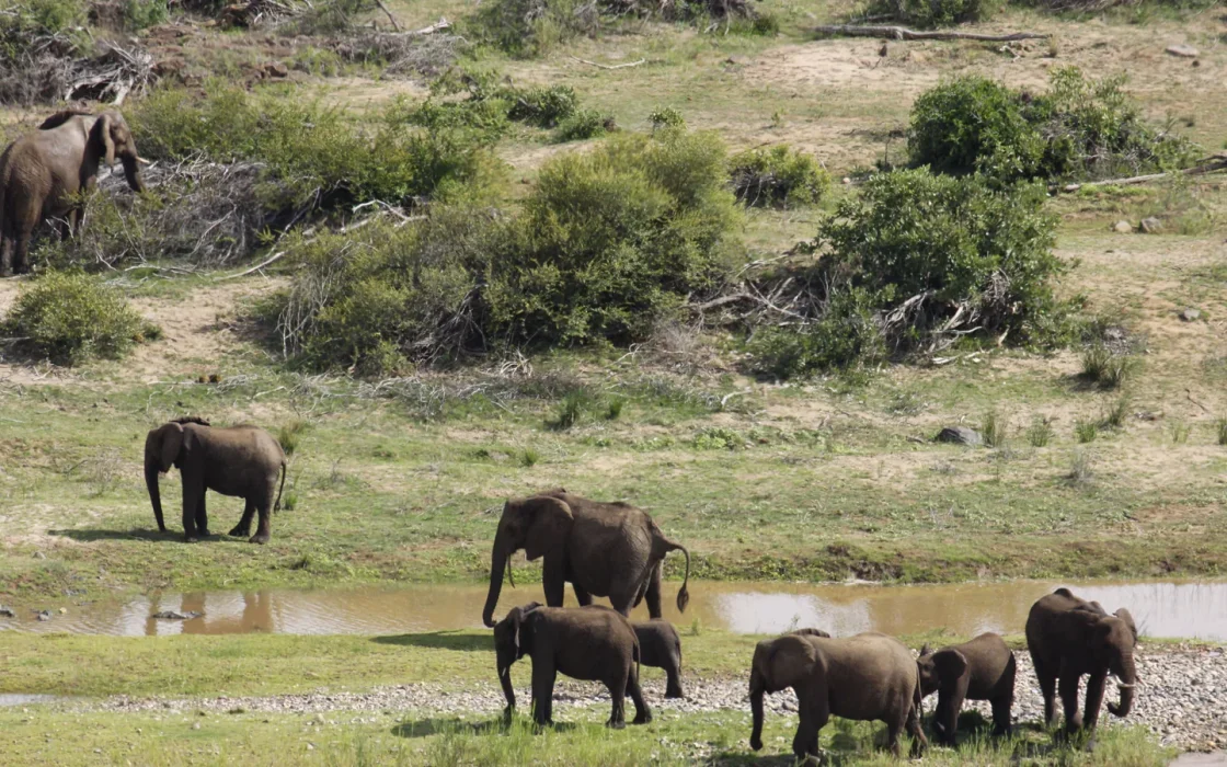 Paysage africain associé à Addo Elephant Park