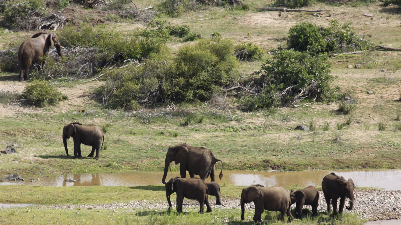 Paysage africain associé à Addo Elephant Park