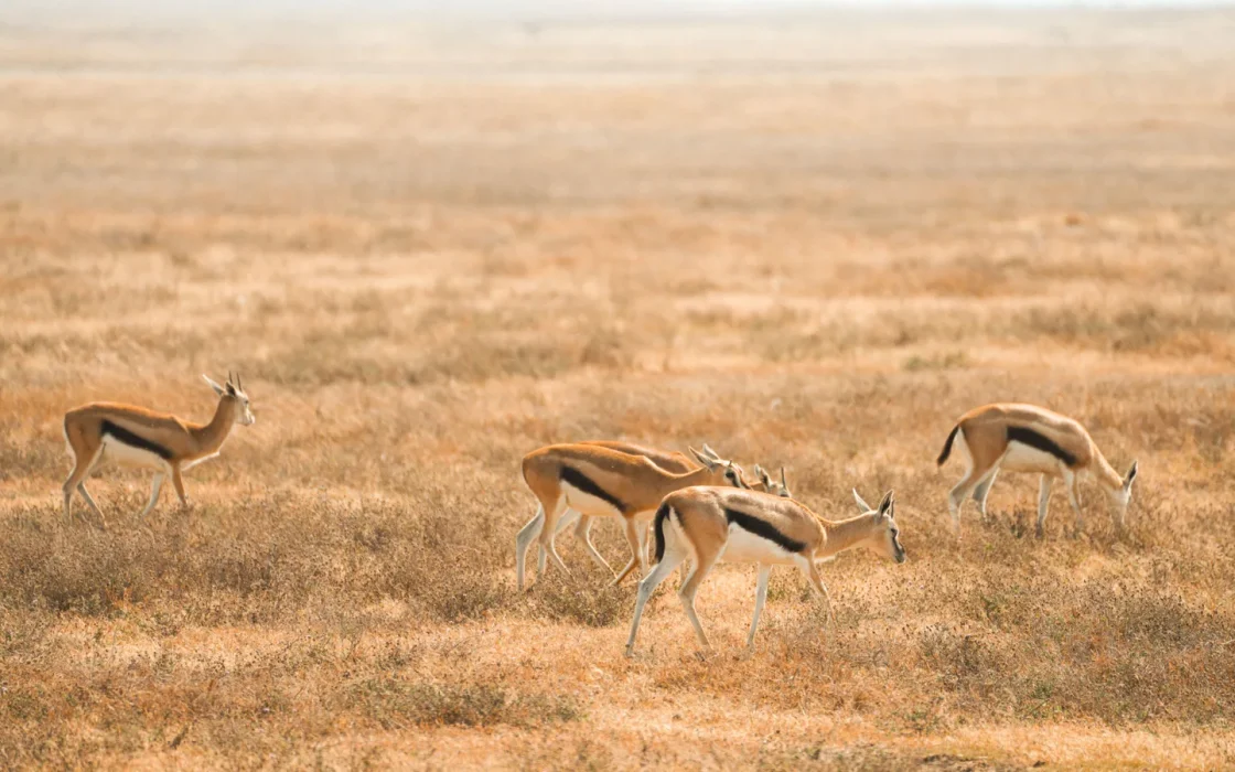 Paysage africain associé à Amboseli safari