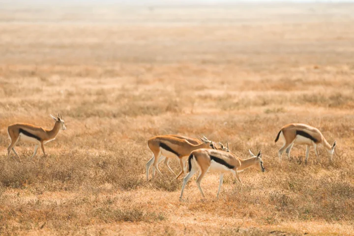 Paysage africain associé à Amboseli safari