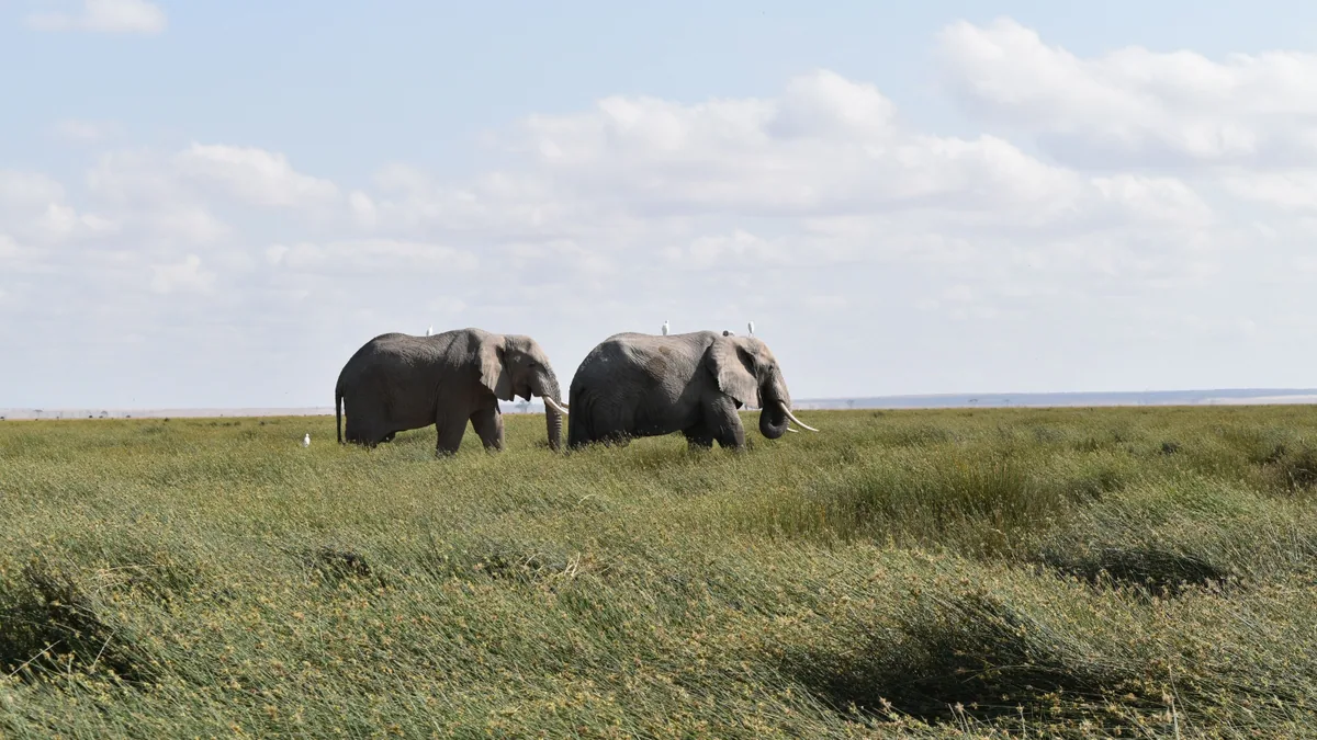 Paysage africain associé à Amboseli safari