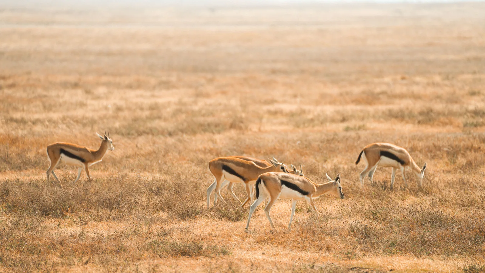 Paysage africain associé à Amboseli safari