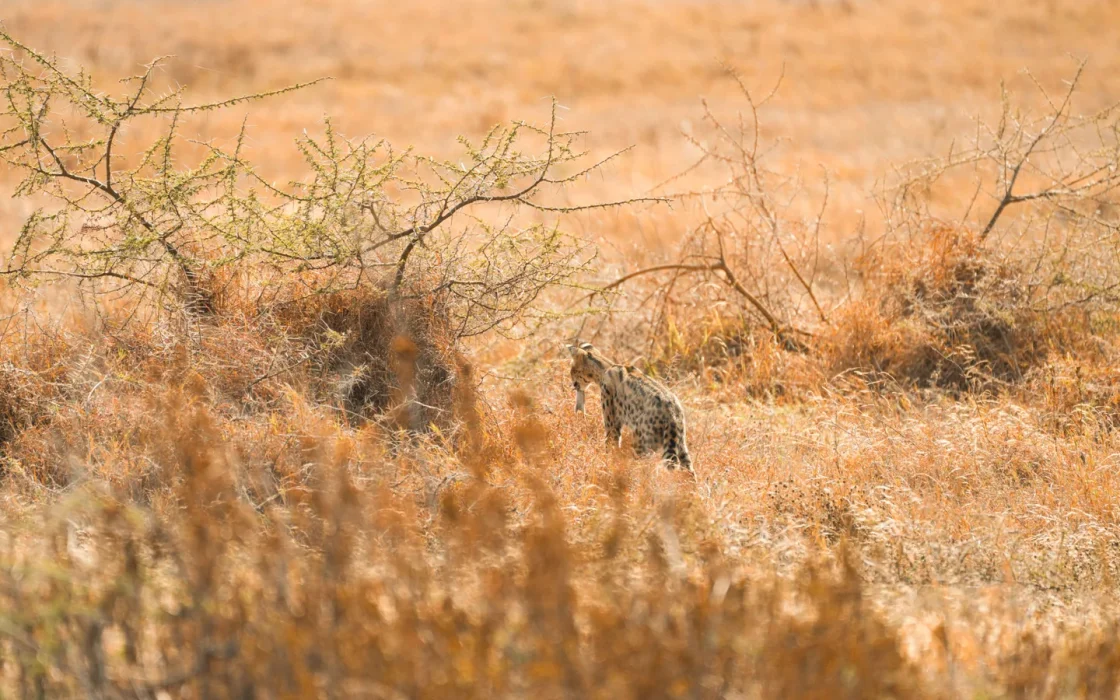 Camp de safari en Afrique associé à animaux dangereux
