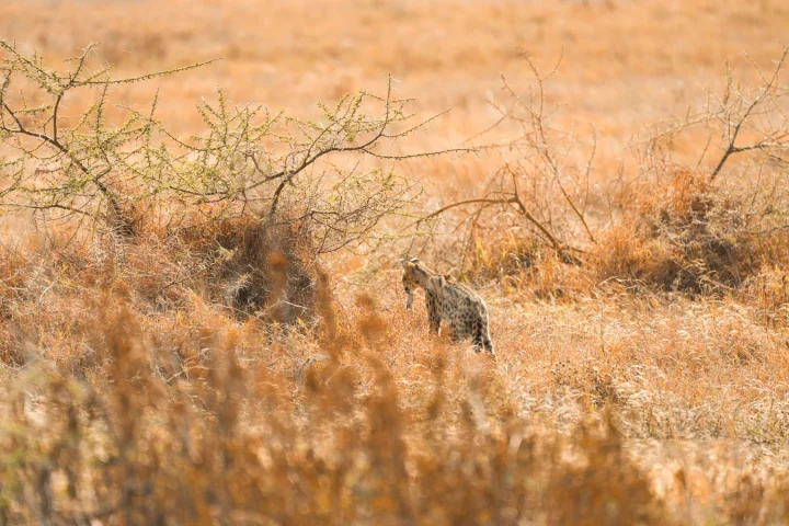 Camp de safari en Afrique associé à animaux dangereux