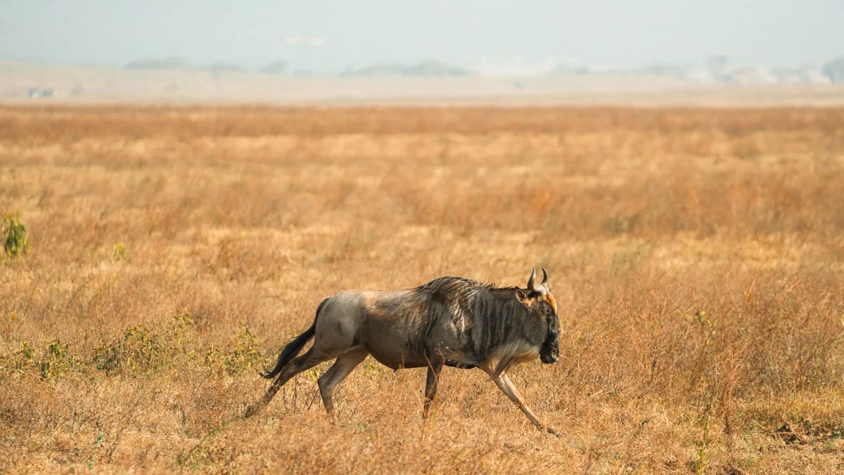 Camp de safari en Afrique associé à animaux dangereux