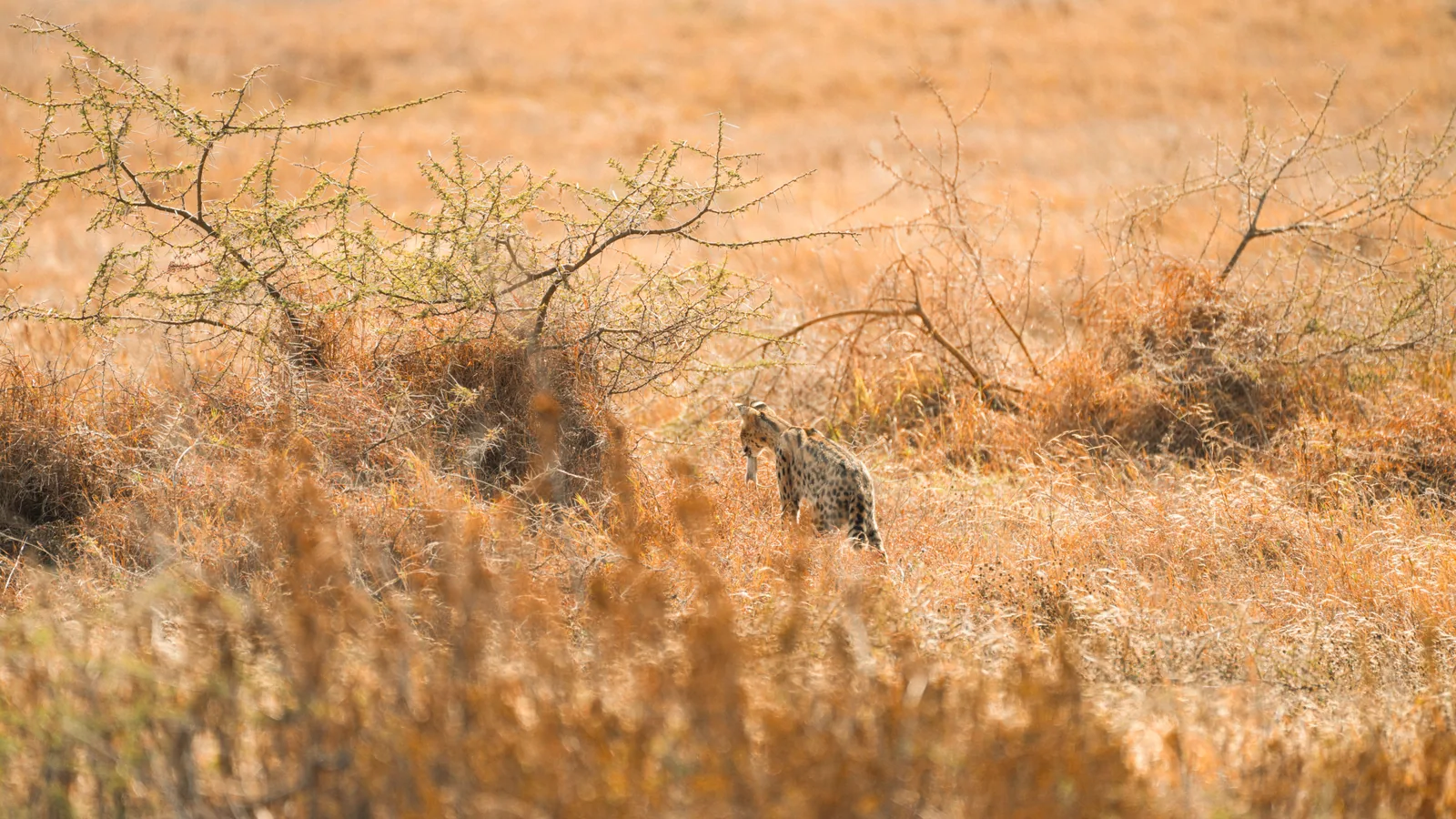 Camp de safari en Afrique associé à animaux dangereux