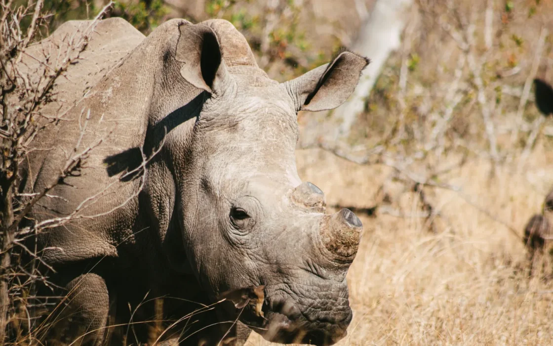 Camp de safari en Afrique associé à où voir les Big Five