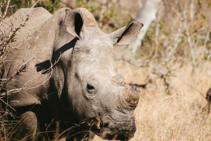 Camp de safari en Afrique associé à où voir les Big Five