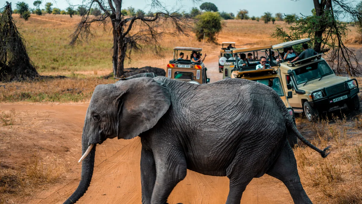 Camp de safari en Afrique associé à où voir les Big Five