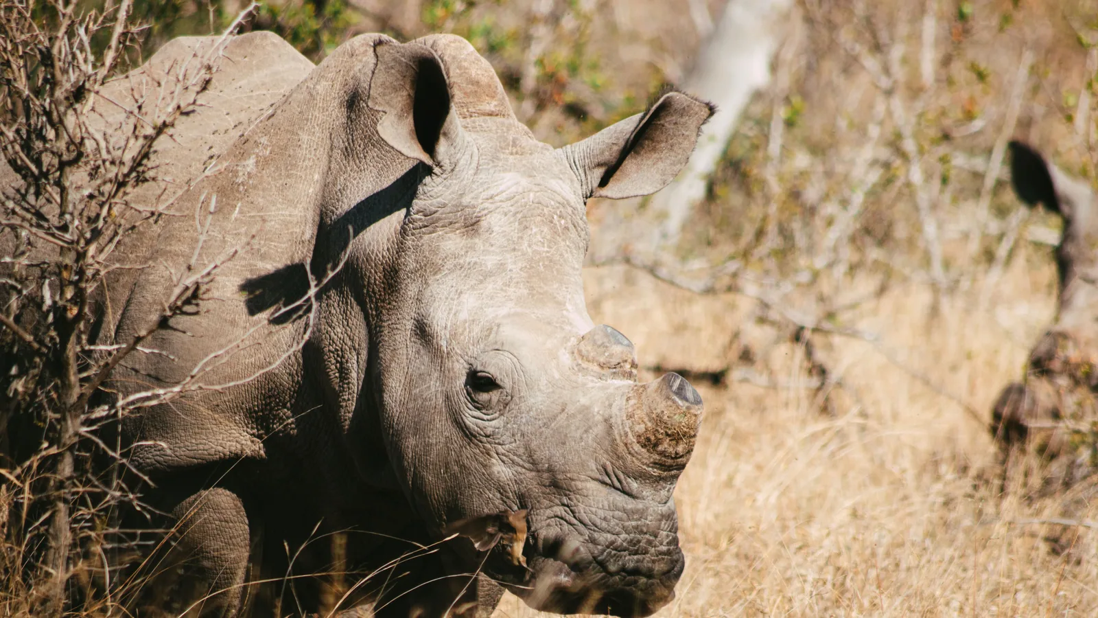 Camp de safari en Afrique associé à où voir les Big Five