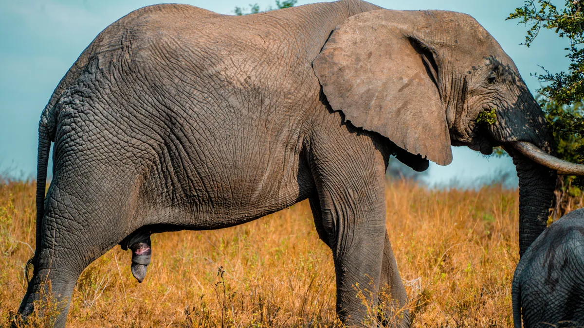 Camp de safari en Afrique associé à budget safari Afrique