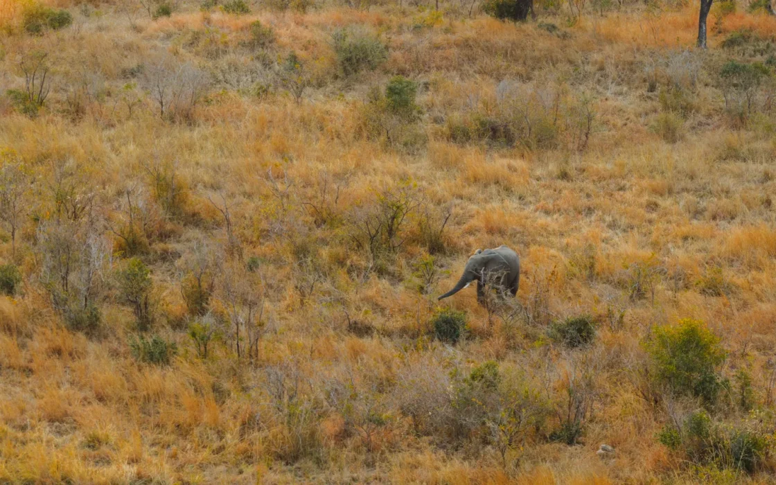Éléphant isolé dans une savane sud-africaine aux herbes sèches