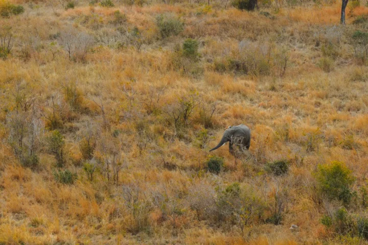 Éléphant isolé dans une savane sud-africaine aux herbes sèches