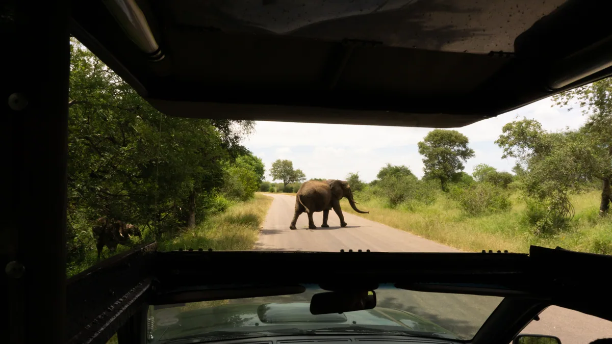 Éléphant traversant une route de safari devant un véhicule ouvert
