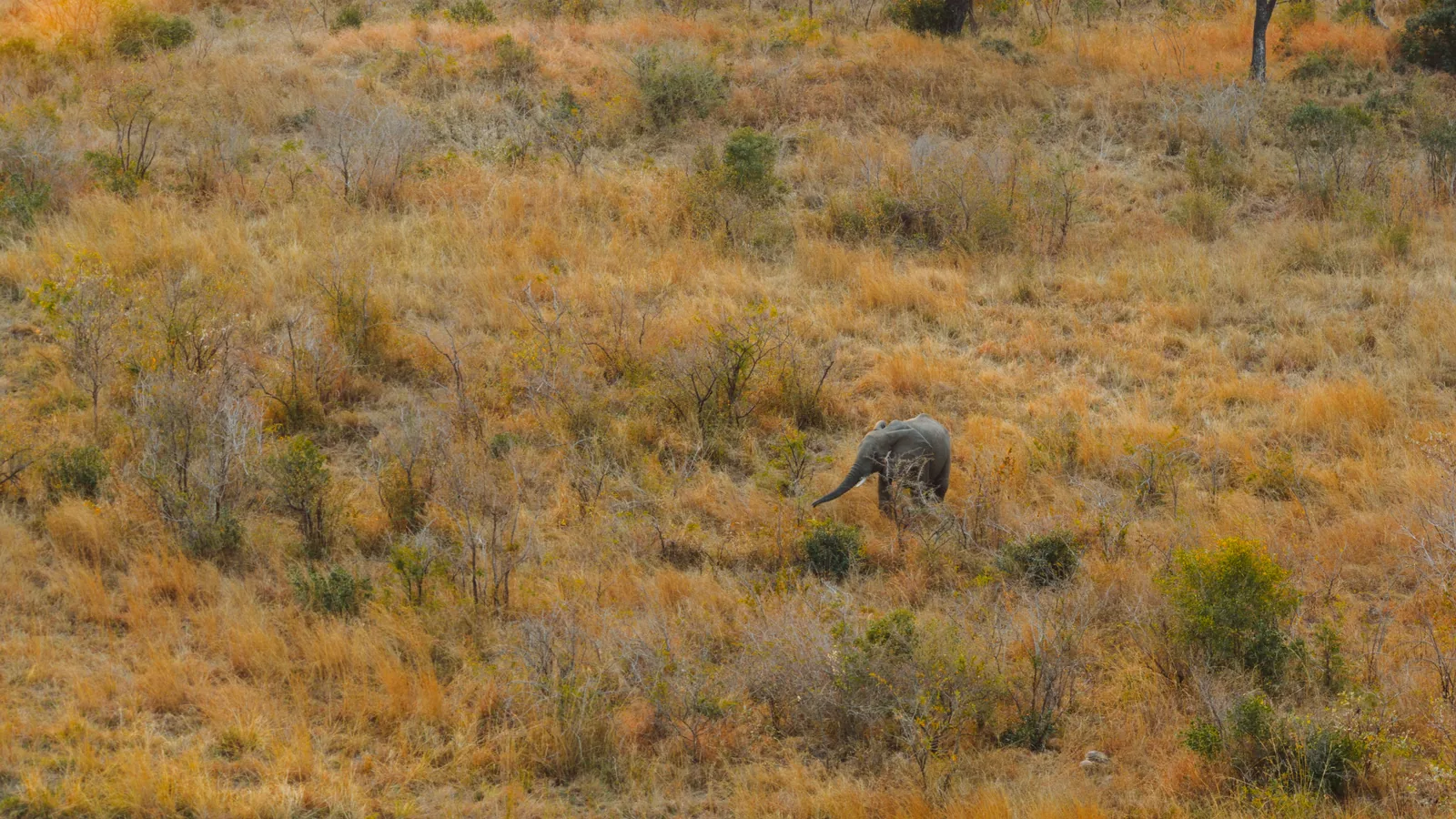 Éléphant isolé dans une savane sud-africaine aux herbes sèches