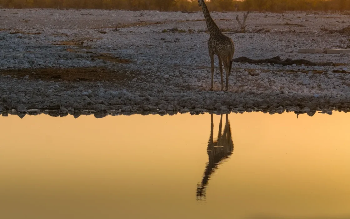 Paysage de safari au Botswana associé à Chobe safari