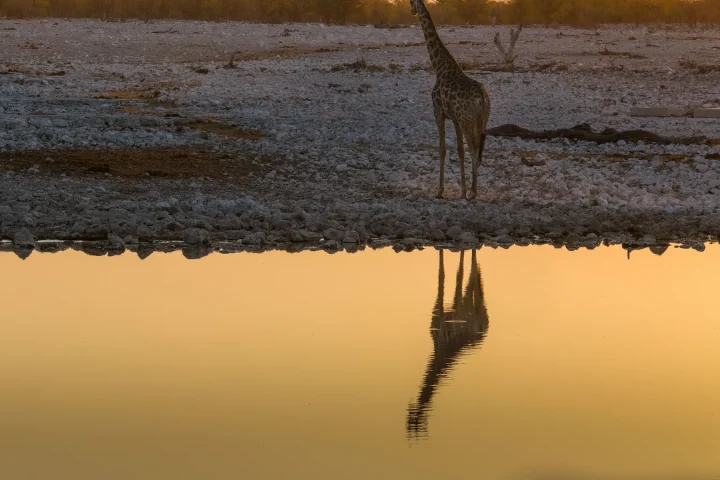Paysage de safari au Botswana associé à Chobe safari
