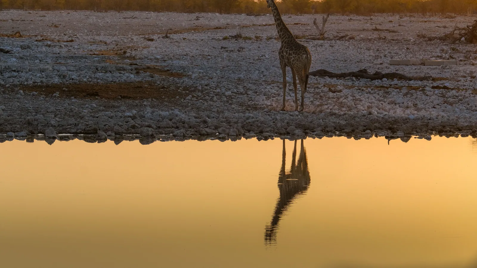 Paysage de safari au Botswana associé à Chobe safari