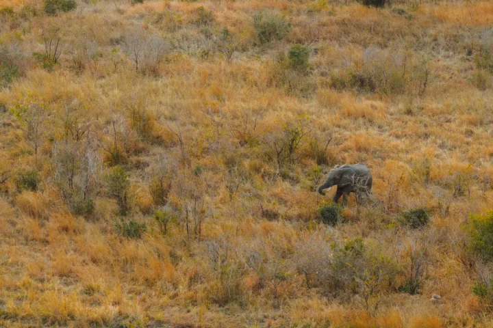 Éléphant avançant dans une savane d'Afrique du Sud