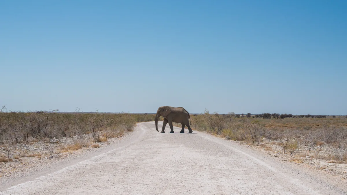 Éléphant traversant une piste en Afrique australe