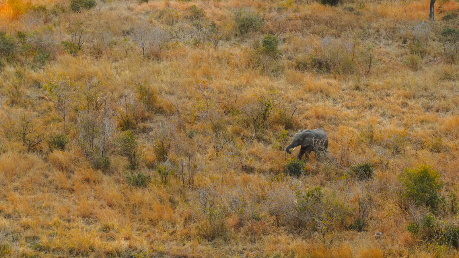Éléphant avançant dans une savane d'Afrique du Sud