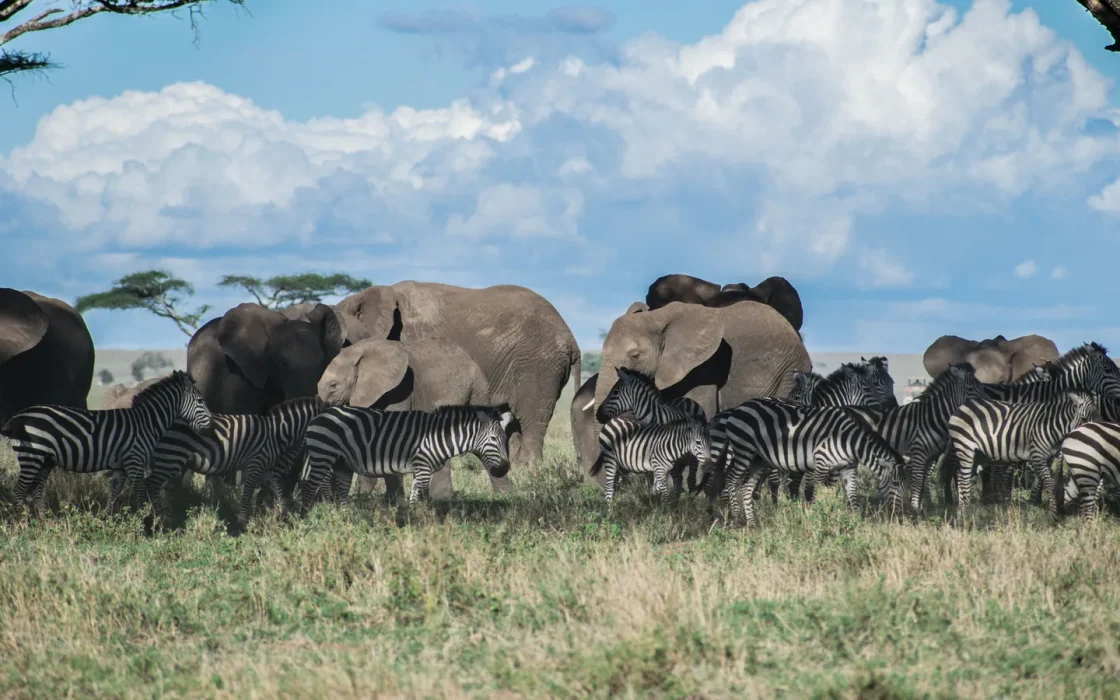 Camp de safari en Afrique associé à combien de jours safari