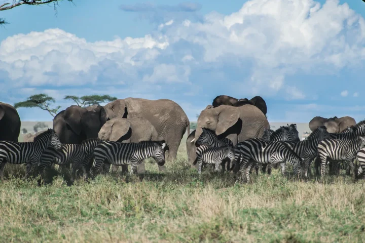 Camp de safari en Afrique associé à combien de jours safari