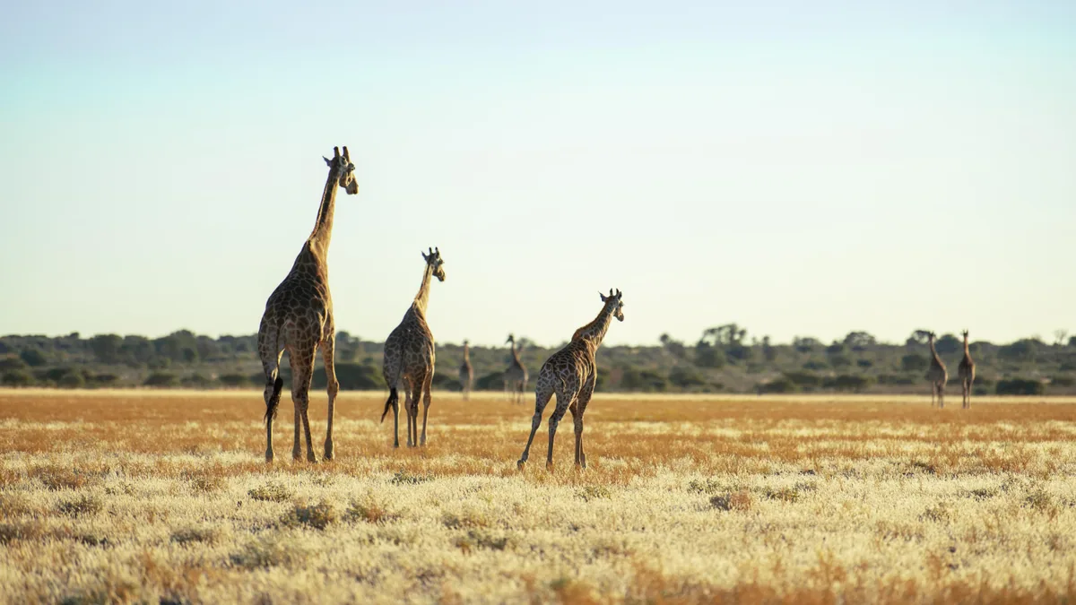 Camp de safari en Afrique associé à combien de jours safari