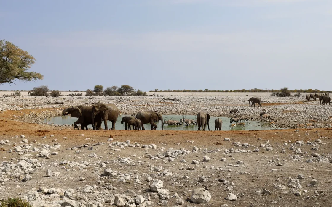 Paysage africain associé à Etosha Namibie