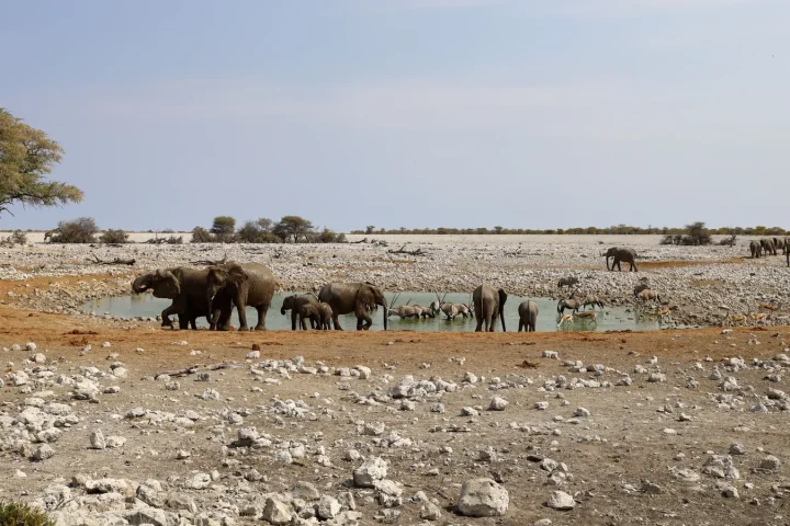 Paysage africain associé à Etosha Namibie