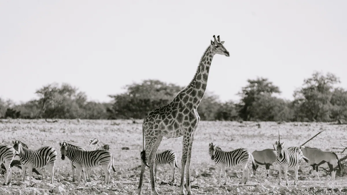 Paysage africain associé à Etosha Namibie