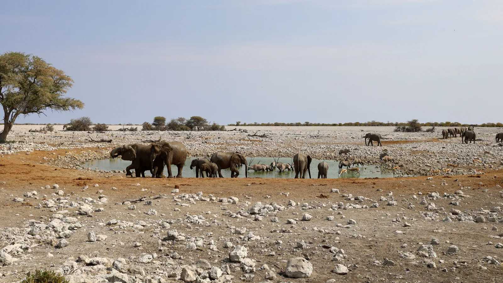 Paysage africain associé à Etosha Namibie