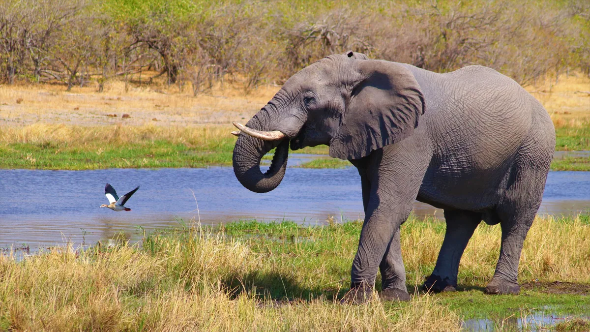 Paysage de safari au Botswana associé à hébergement delta Okavango