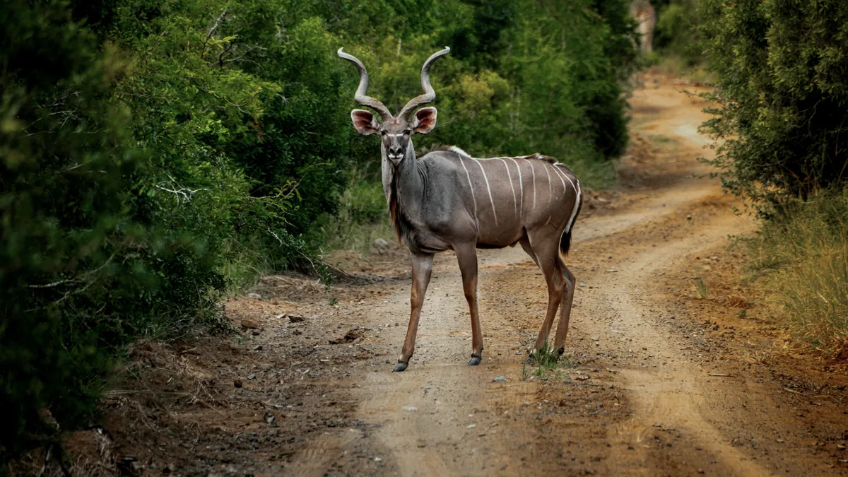 Paysage africain associé à Hluhluwe-iMfolozi