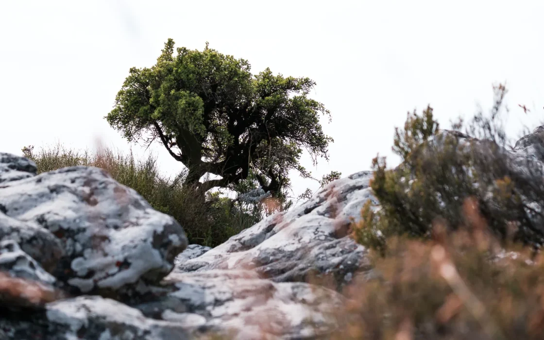 Paysage africain associé à KwaZulu-Natal itinéraire