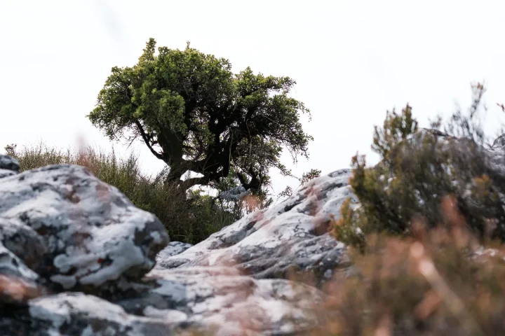Paysage africain associé à KwaZulu-Natal itinéraire