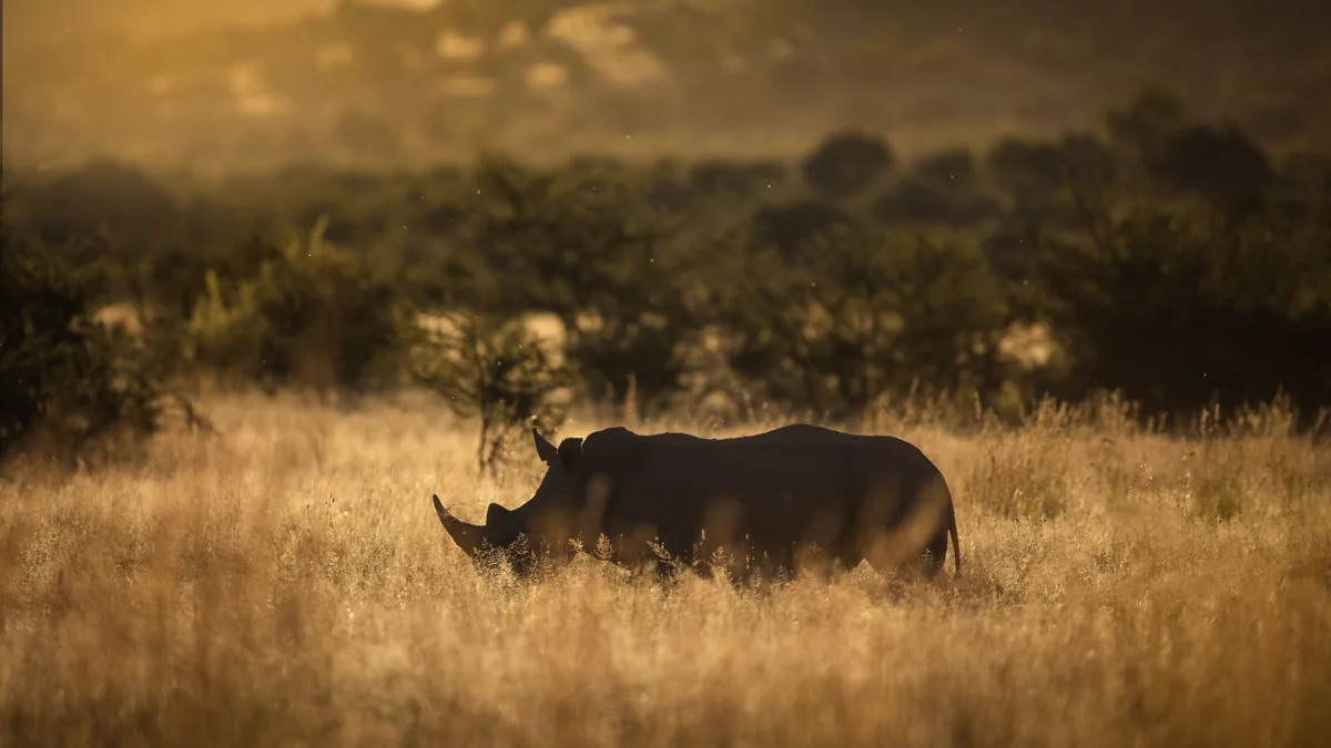 Camp de safari en Afrique associé à lodge Pilanesberg