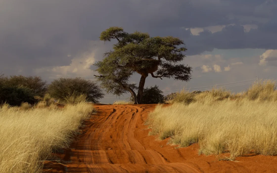 Paysage africain associé à réserve Madikwe