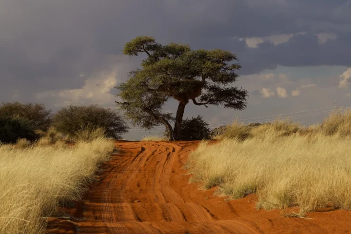 Paysage africain associé à réserve Madikwe