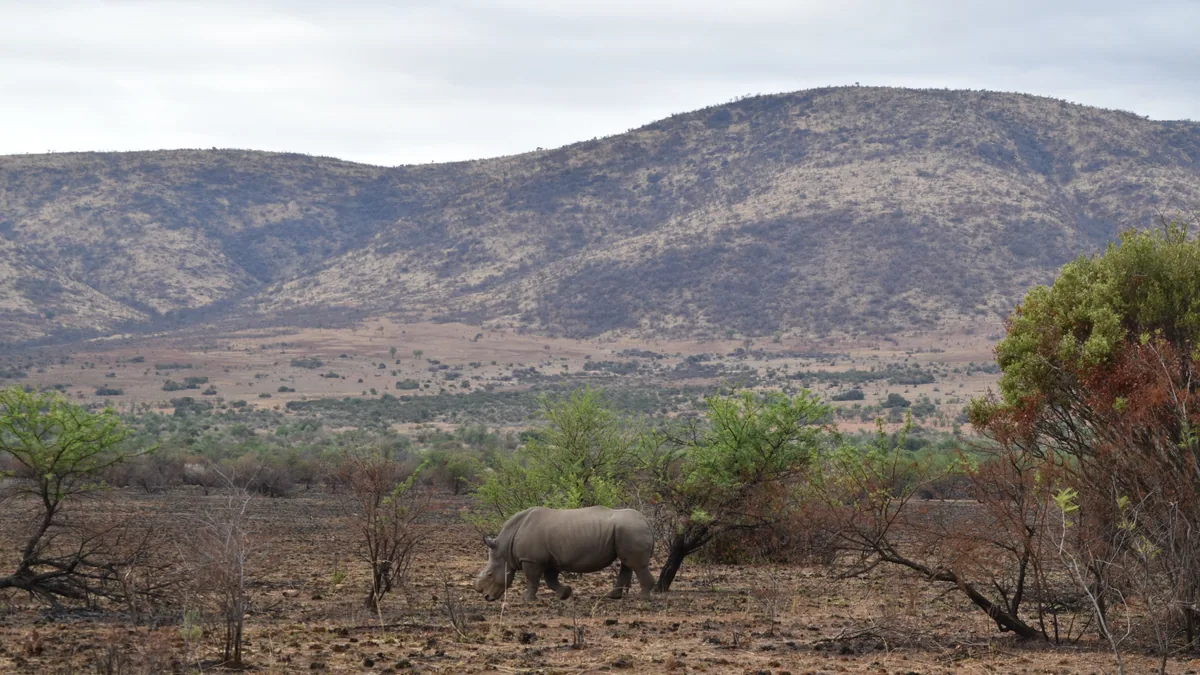 Paysage africain associé à réserve Madikwe