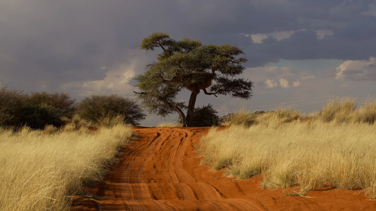 Paysage africain associé à réserve Madikwe