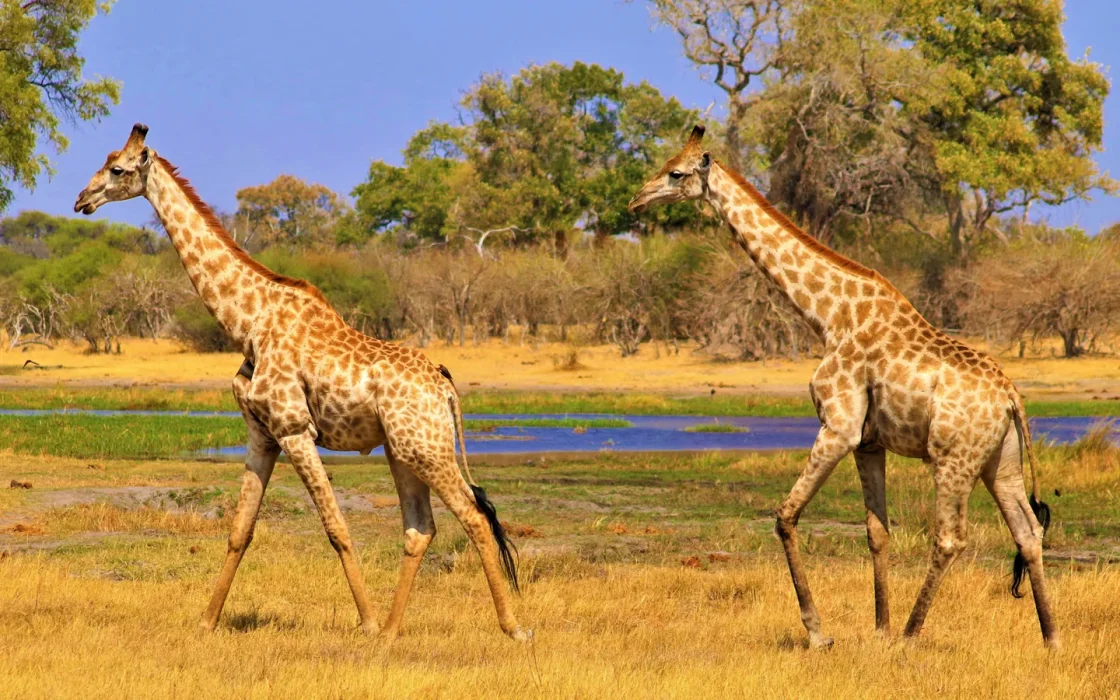 Paysage de safari au Botswana associé à mokoro Okavango