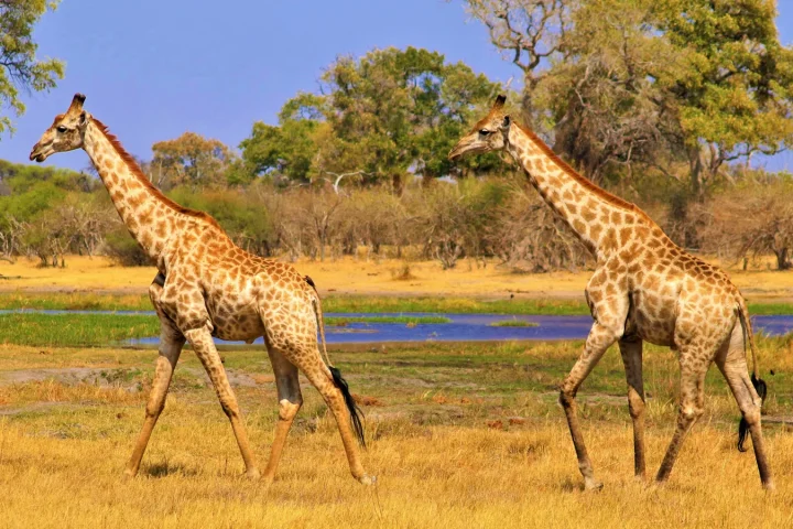 Paysage de safari au Botswana associé à mokoro Okavango