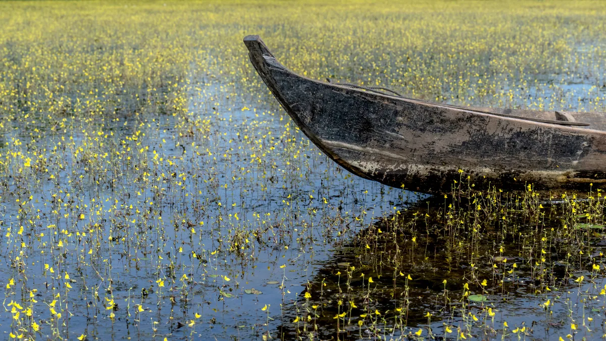Paysage de safari au Botswana associé à mokoro Okavango