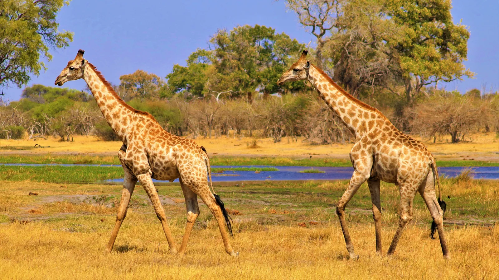 Paysage de safari au Botswana associé à mokoro Okavango