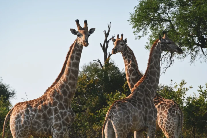 Paysage de safari au Botswana associé à Moremi Game Reserve