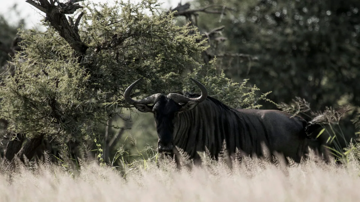 Paysage de safari au Botswana associé à Moremi Game Reserve