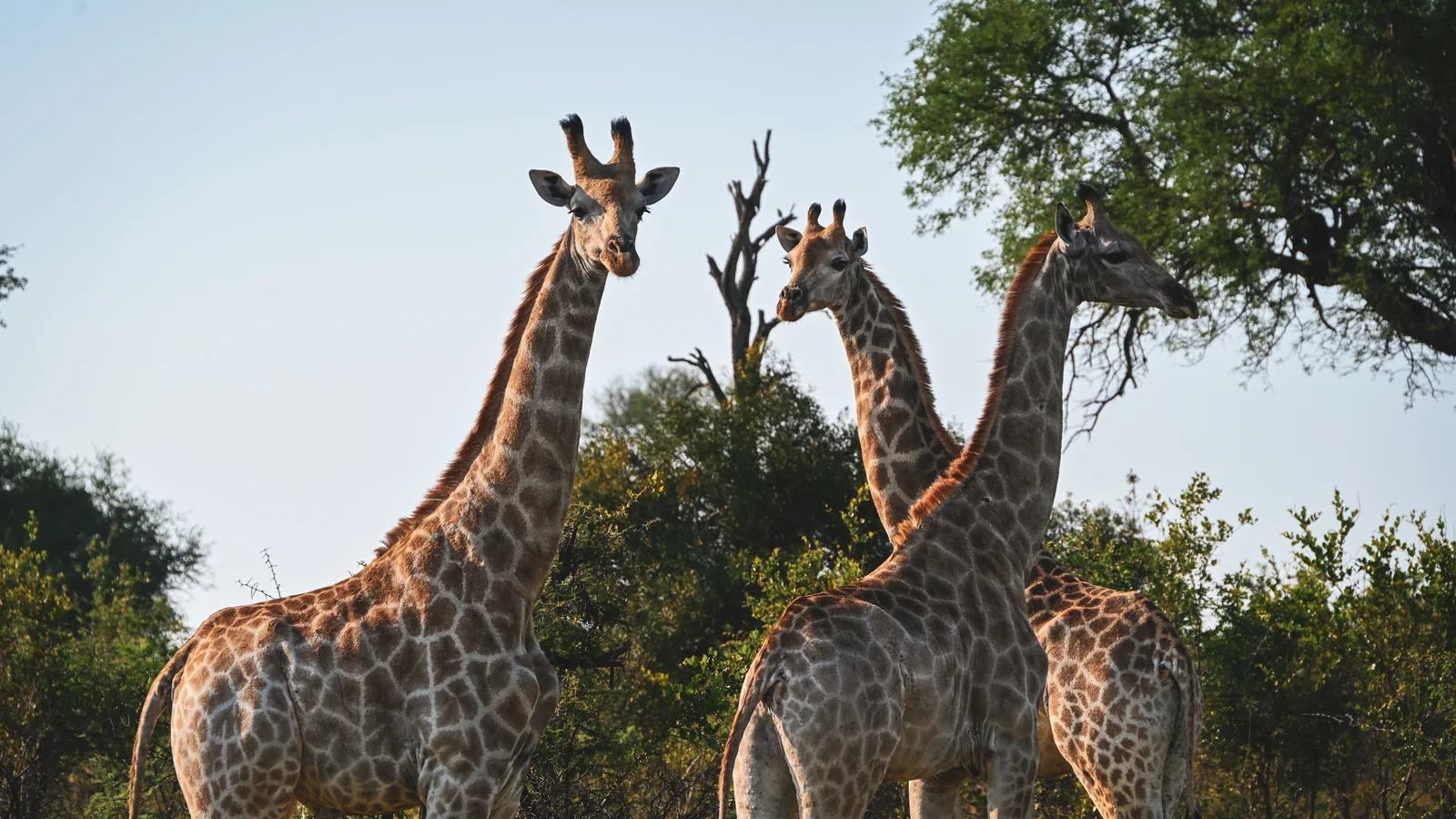 Paysage de safari au Botswana associé à Moremi Game Reserve