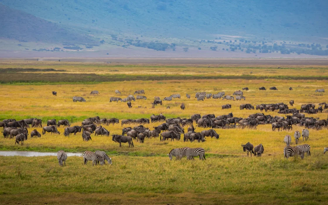 Paysage africain associé à cratère Ngorongoro safari