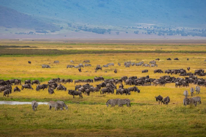 Paysage africain associé à cratère Ngorongoro safari